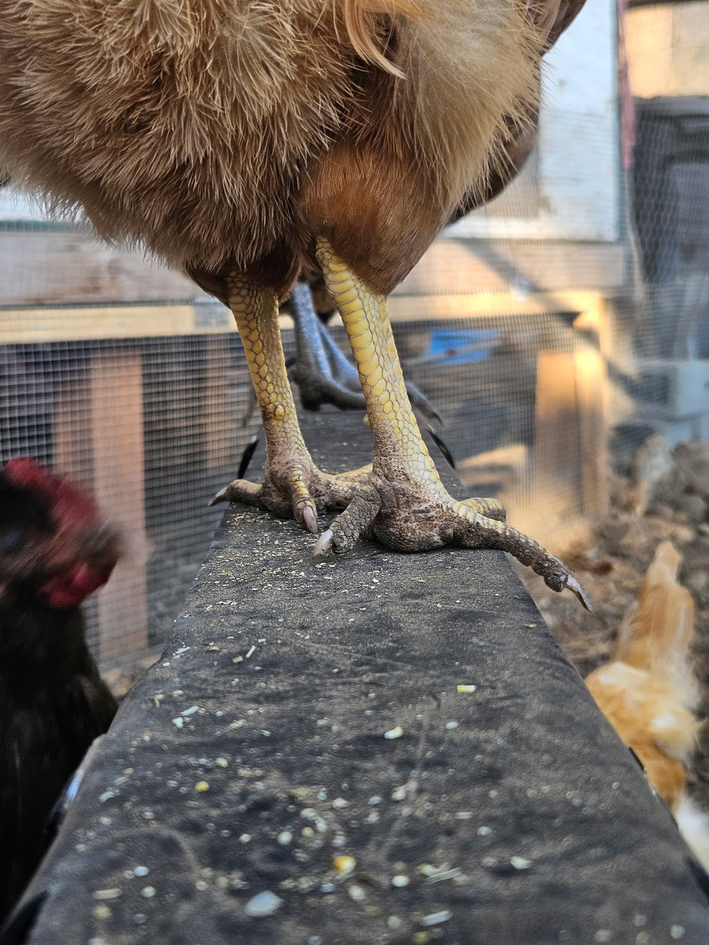 Roosting Bar Cover/Protector