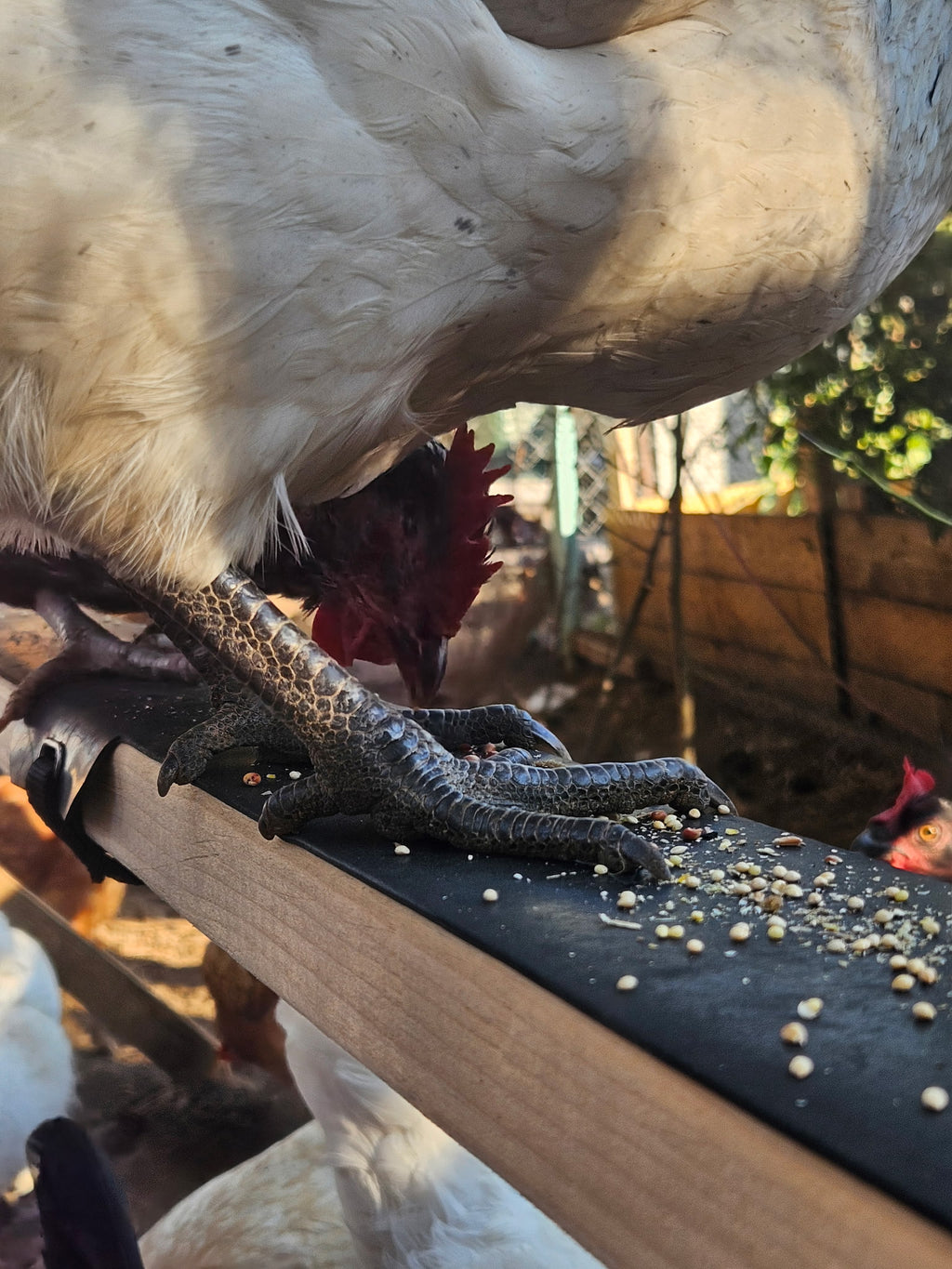 Roosting Bar Cover/Protector